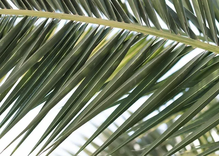 6p Lisiere De Foret Piscine Barbecue Villa Seignosse