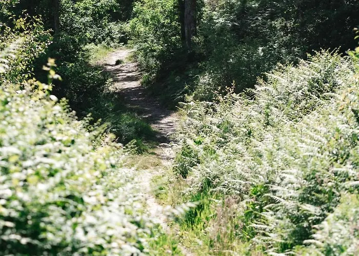 6p Lisiere De Foret Piscine Barbecue